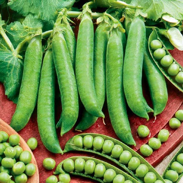 Herne 'Kelvedon Wonder'