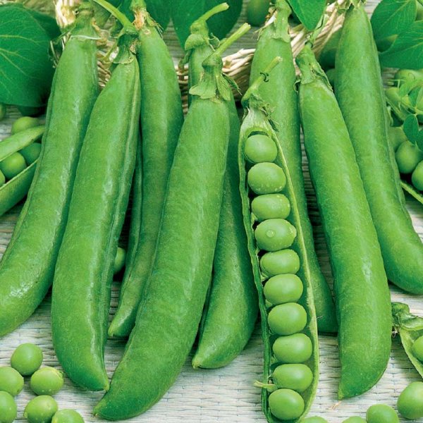 Kuorintaherne 'Meteor'