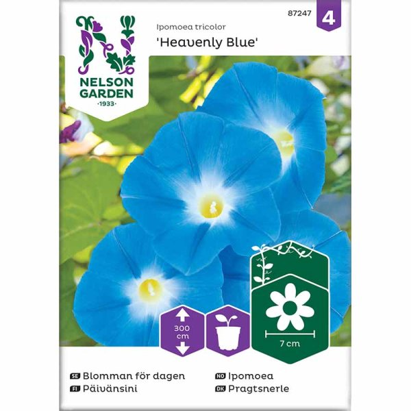 Isoköynnöskrassi 'Heavenly Blue'