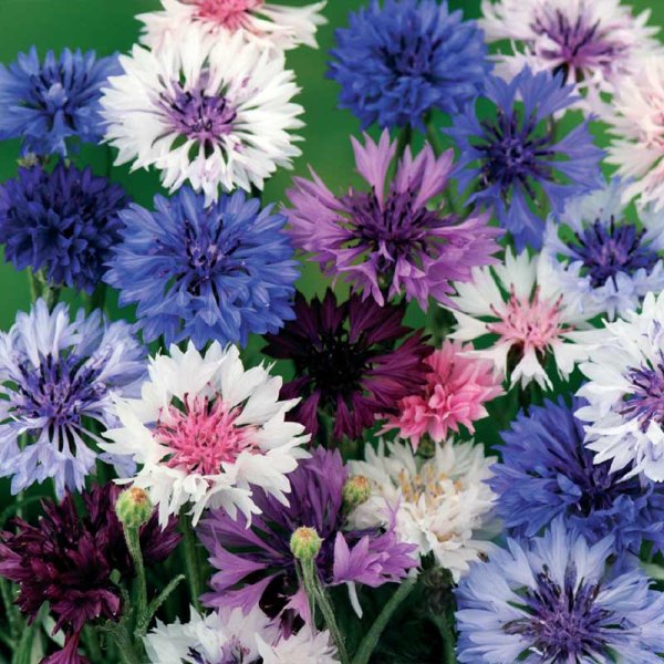 Ruiskaunokki 'Polka Dot'