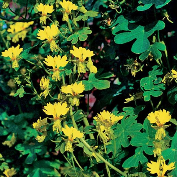 Perhoskrassi keltainen