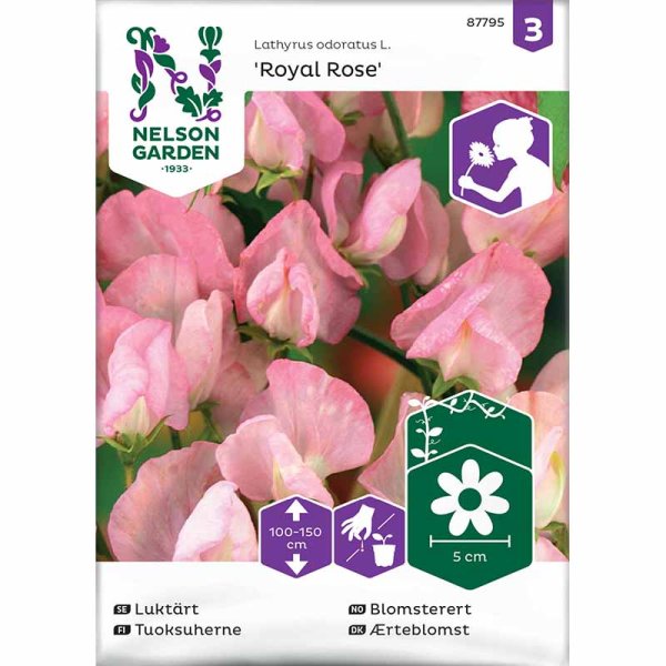 Tuoksuherne 'Royal Rose'