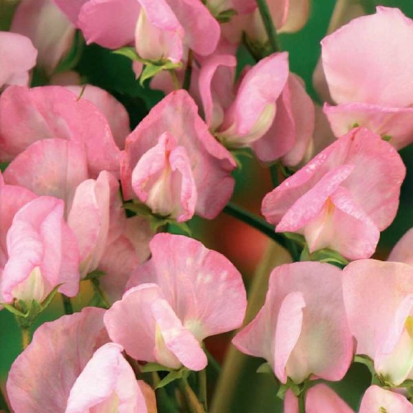 Tuoksuherne 'Royal Rose'