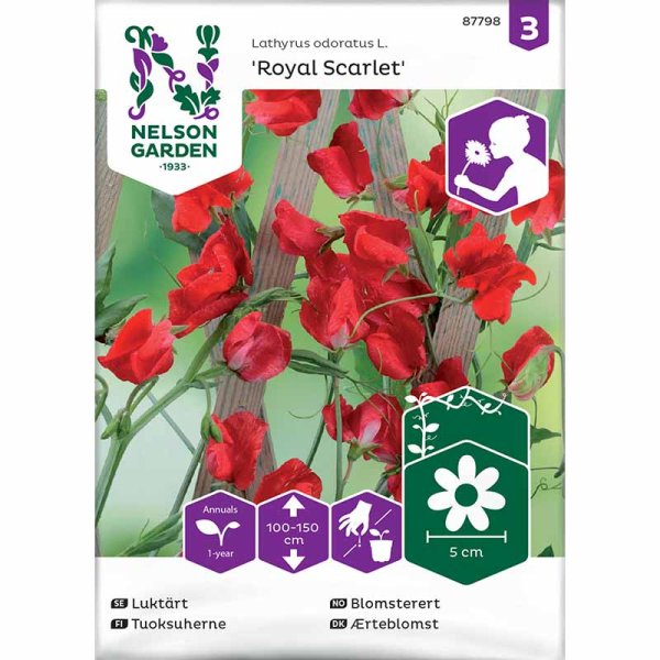 Tuoksuherne 'Royal Scarlet'