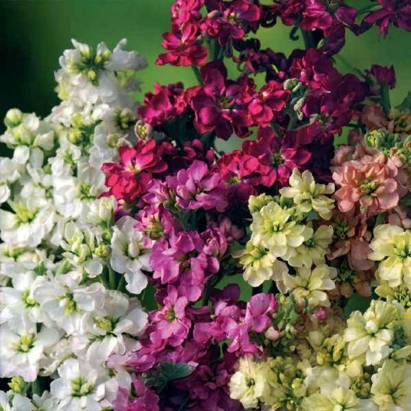 Kesäleukoija 'Ten Week'