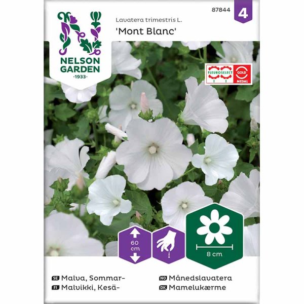 Kesämalva 'Mont Blanc'