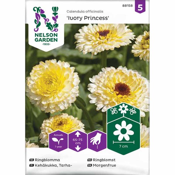 Kehäkukka 'Ivory Princess'