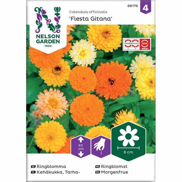 Kehäkukka 'Fiesta Gitana'