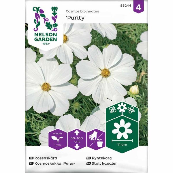 Kosmoskukka 'Purity'