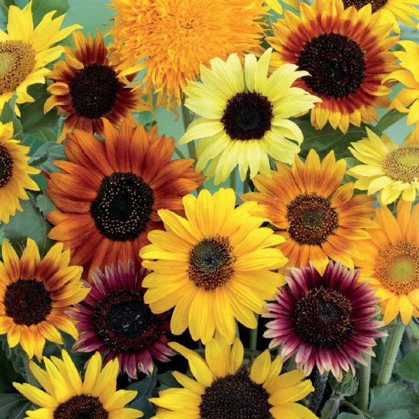 Auringonkukka 'Wilde mixture'