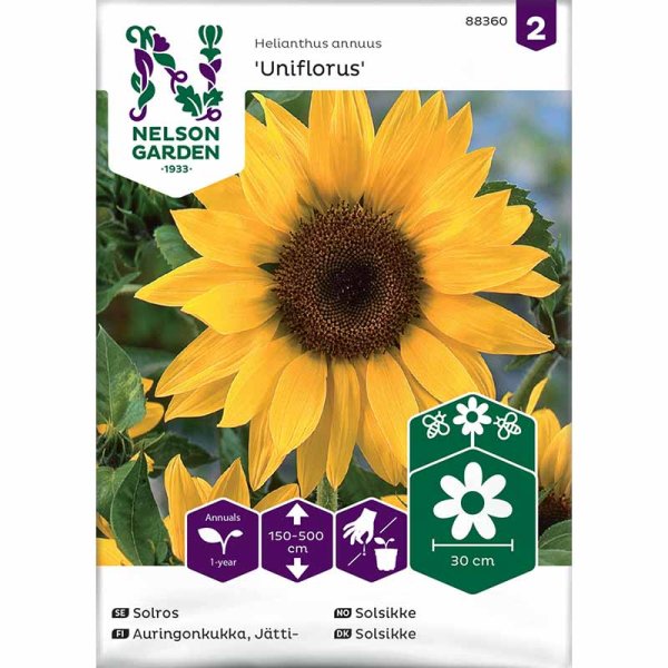 Jättiauringonkukka 'Uniflorus'