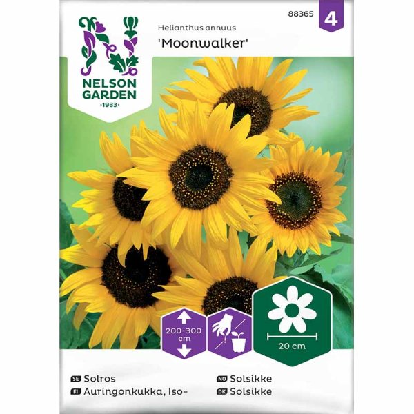 Auringonkukka 'Moonwalker'