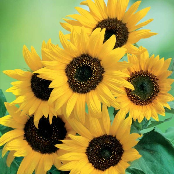 Auringonkukka 'Moonwalker'