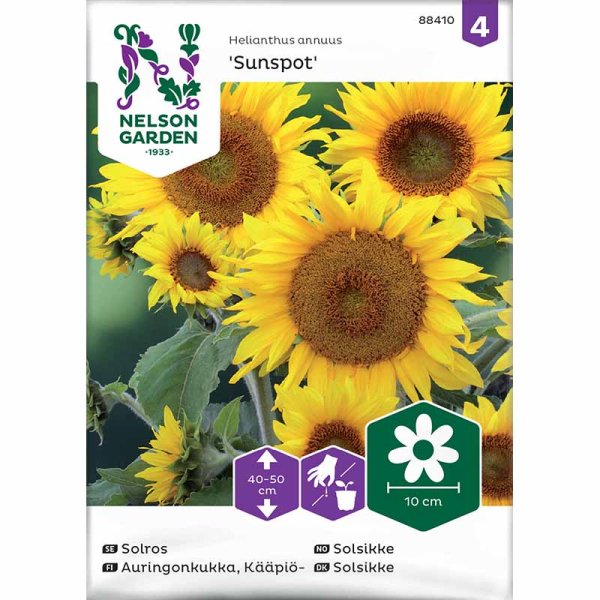 Auringonkukka 'Sunspot'