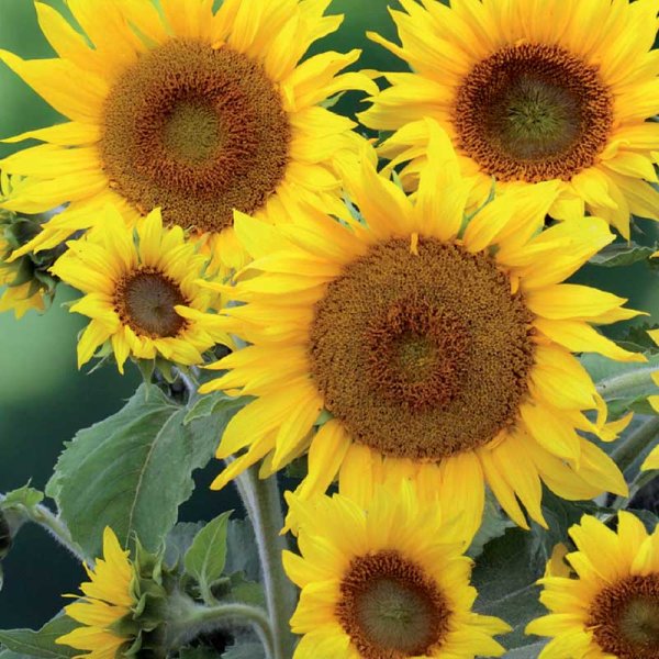 Auringonkukka 'Sunspot'