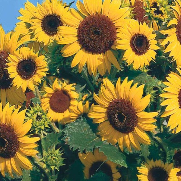 Auringonkukka 'Waooh !'