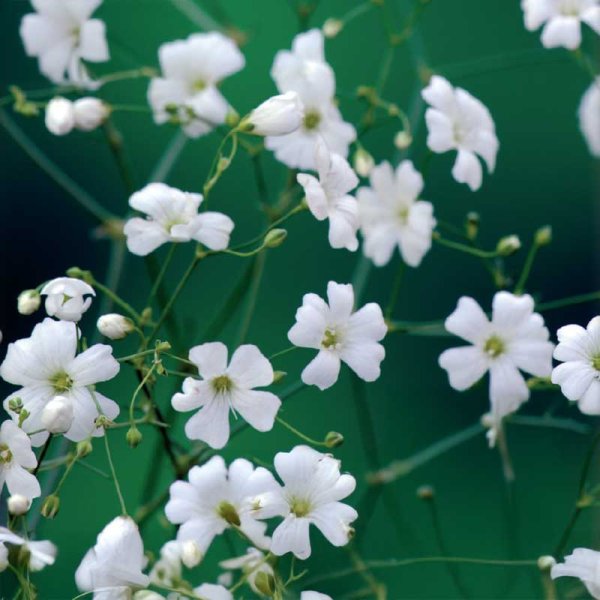 Yksivuotinen harsokukka valkoinen