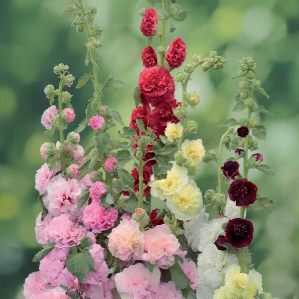 Salkoruusu 'Charters dubbel'