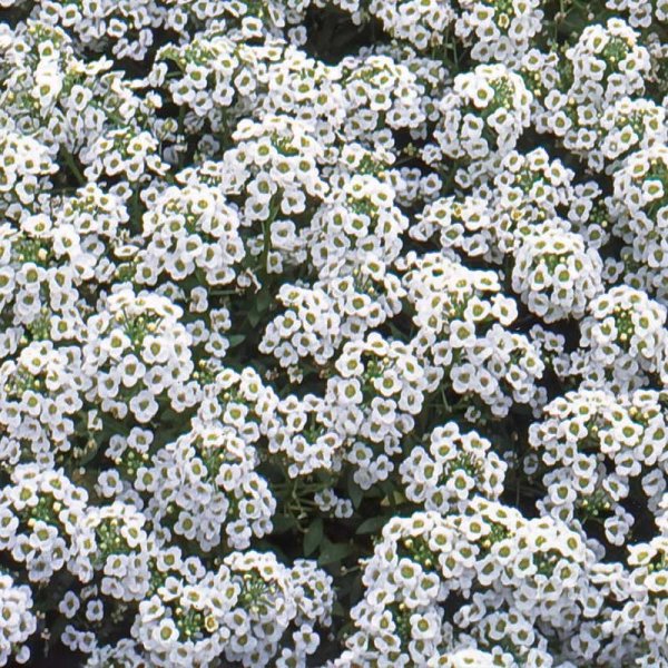 Rantakukinto 'Carpet of Snow'