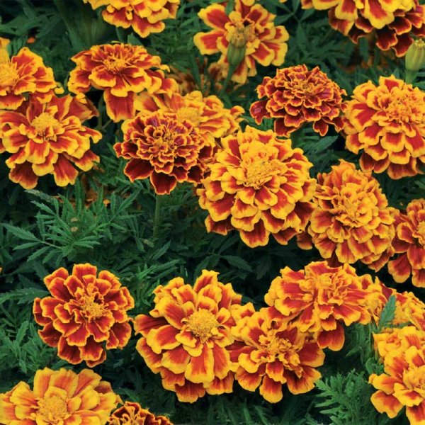 Samettikukka 'Bolero'