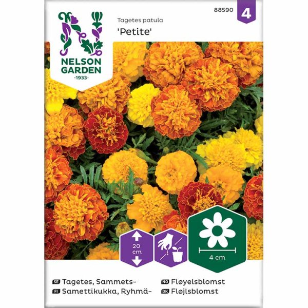 Samettikukka 'Petite mix'