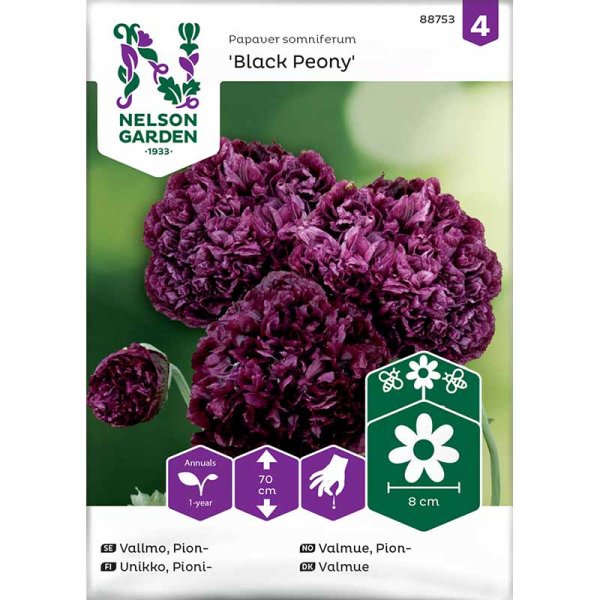 Pioniunikko 'Black Poeny'