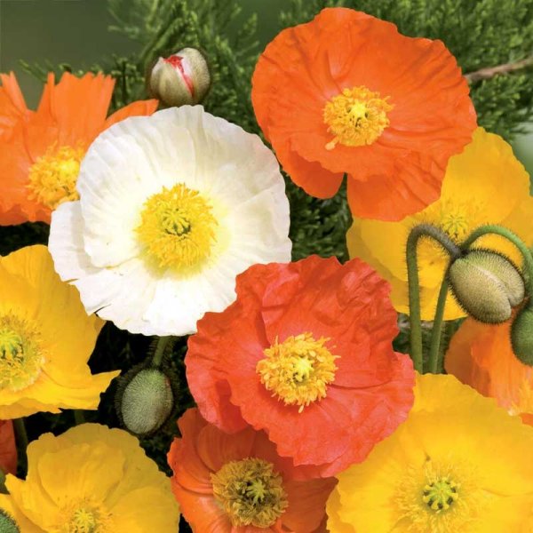 Siperiankeltano sekoitusvärejä