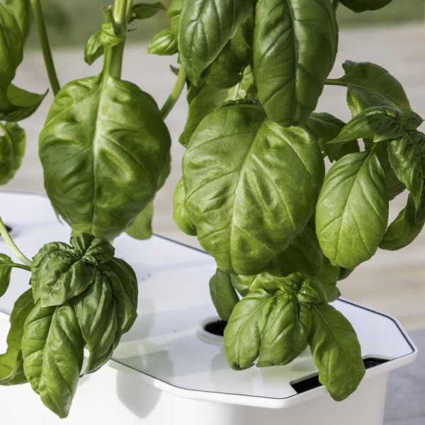 Basilika 'Ordinary' - Harvy