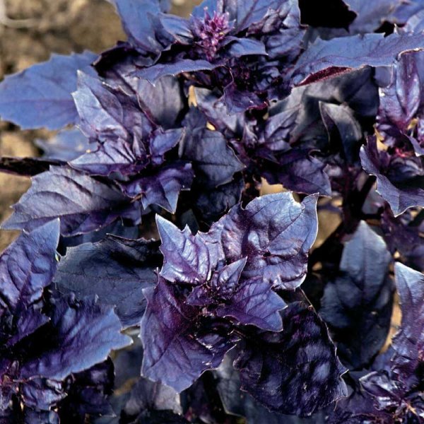 Basilika 'Round Midnight'