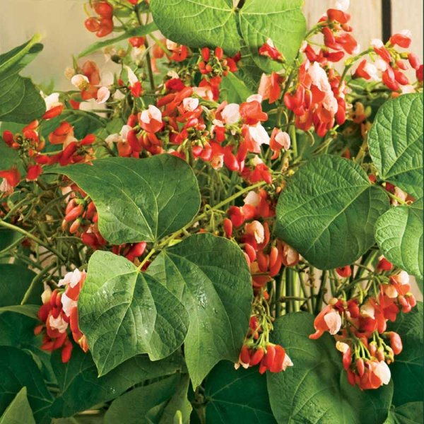 Koristepapu 'Hestia' / Koristepapu