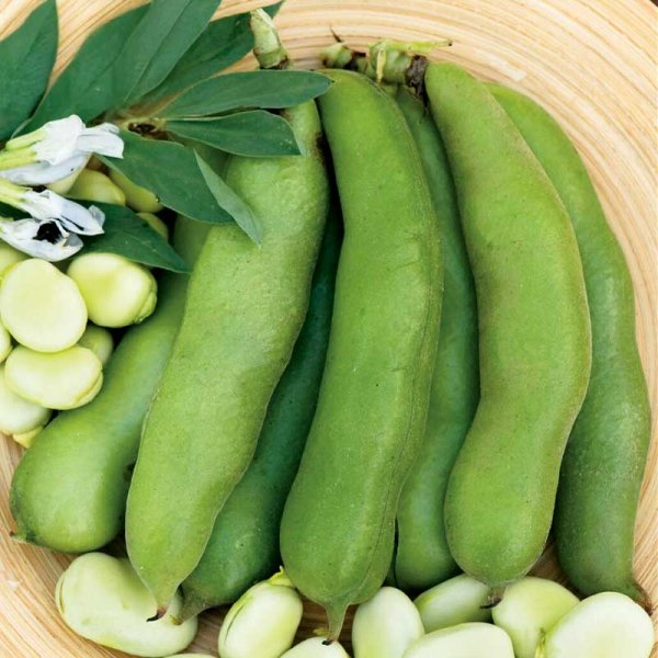 Härkäpapu 'Threefold White'