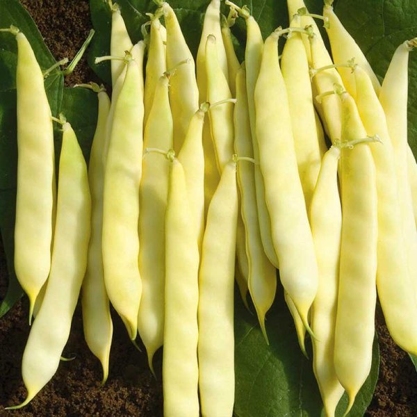 Leikkopapu 'Serpedor'