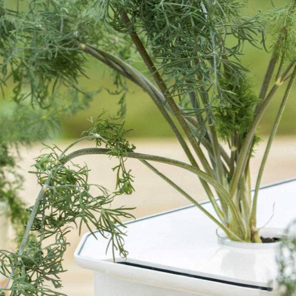 Lehtitilli 'Thalia' - Harvy