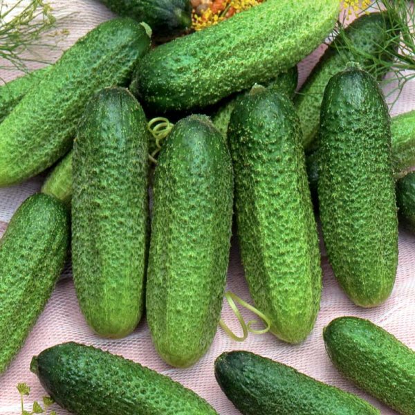 Etikkakurkku 'Profi'F1