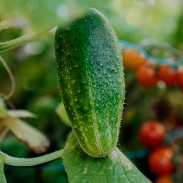 Pikkukurkku 'Vert petit de Paris'