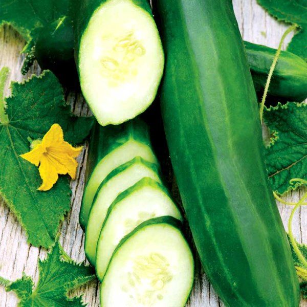 Salaattikurkku 'Tanja'