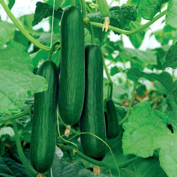 Kurkku 'Passandra'F1