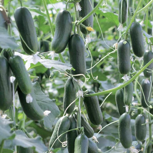 Kurkku 'Hopeline' F1