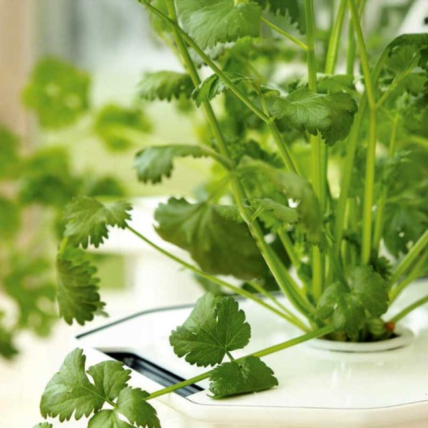 Korianteri 'Micro Splits' - Harvy