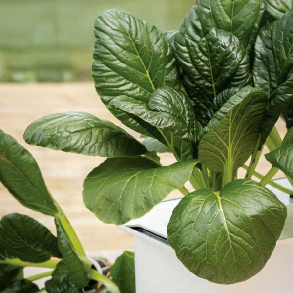 Komatsuna 'Malachai' F1 - Harvy