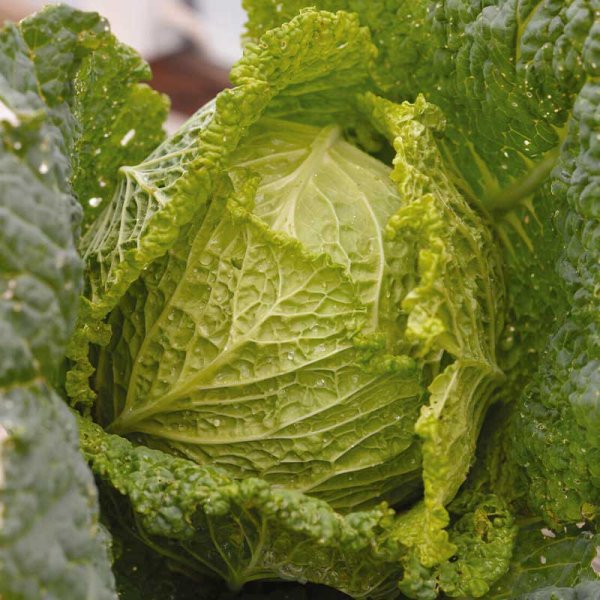 Savojinkaali 'Convoy' F1