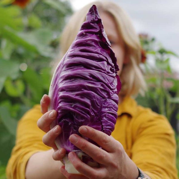 Suippokaali 'Kalibos'