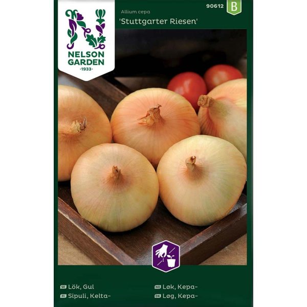 Keltasipuli 'Stuttgarter Riesen'