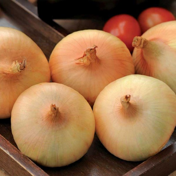 Keltasipuli 'Stuttgarter Riesen'