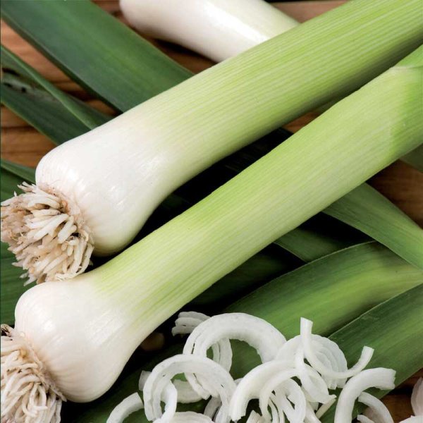 Purjo 'Blaugrüner Winter'