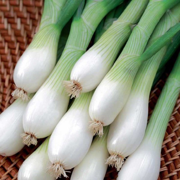 Kevätsipuli 'White Lisbon' Såband
