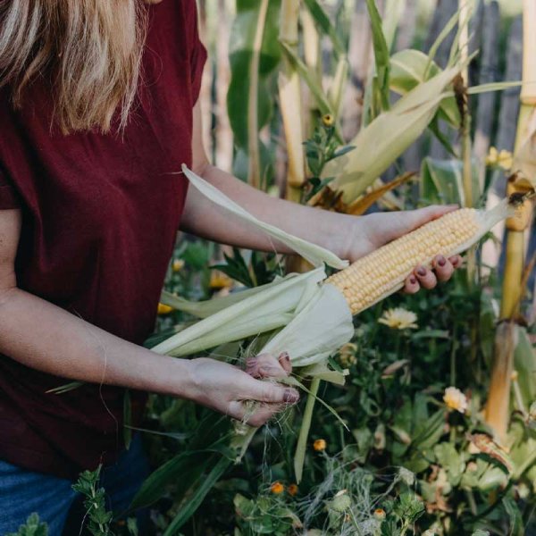 Sokerimaissi 'Sweet Nugget'F1