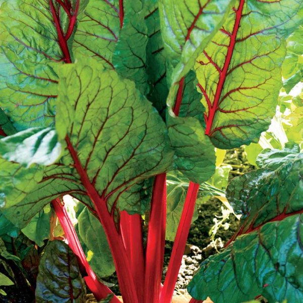Mangoldi 'Rhubarb Chard'