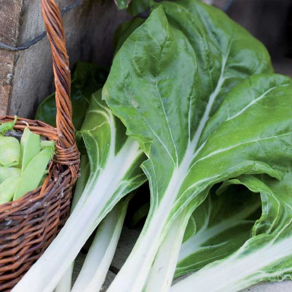 Lehtimangoldi 'White silver 3' Organic