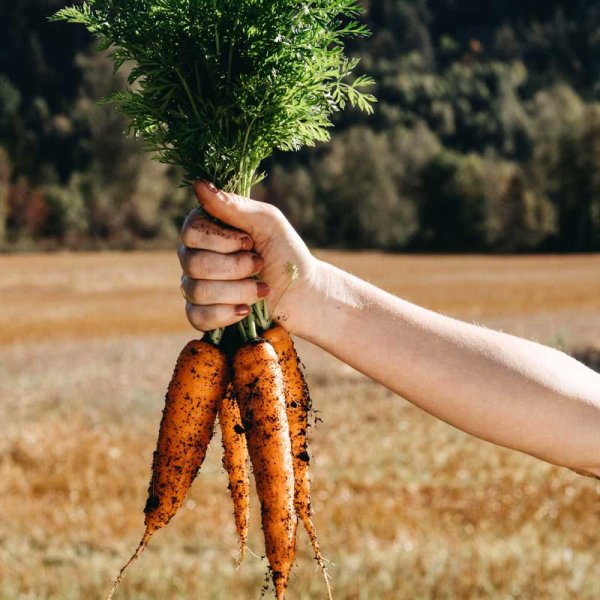 Talviporkkana 'Flakkée 2'